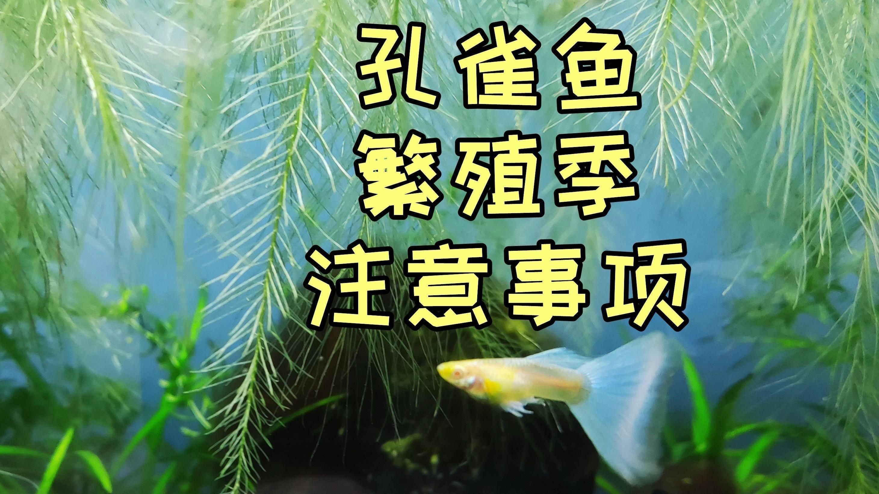 孔雀魚繁殖時需要注意什么？【孔雀魚繁殖前需關(guān)注哪些細(xì)節(jié)有哪些準(zhǔn)備事項(xiàng)應(yīng)該注意什么】