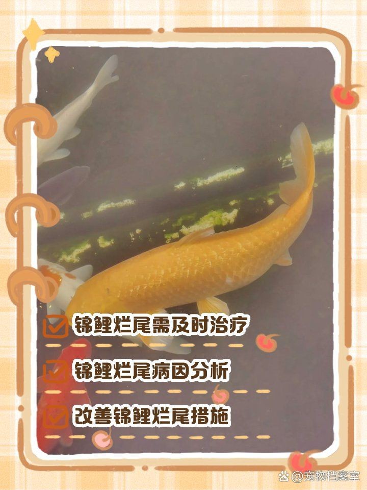 錦鯉爛尾巴潰爛最簡(jiǎn)單治療【錦鯉爛尾巴潰爛的簡(jiǎn)單治療方法】