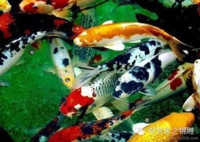 錦鯉爛尾巴潰爛最簡(jiǎn)單治療【錦鯉爛尾巴潰爛的簡(jiǎn)單治療方法】