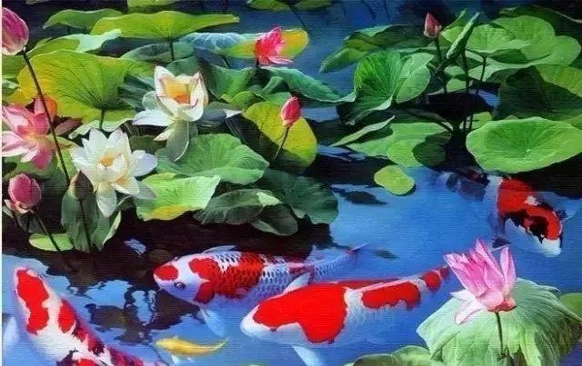 錦鯉爛尾巴潰爛最簡(jiǎn)單治療【錦鯉爛尾巴潰爛的簡(jiǎn)單治療方法】