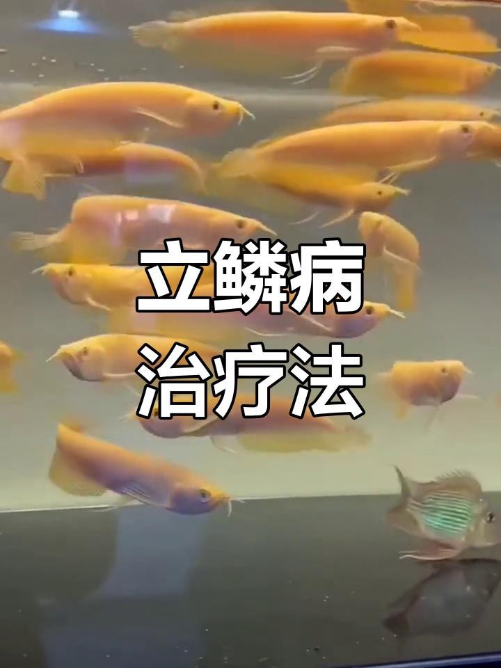 龍魚立鱗病如何治療最有效？【龍魚立鱗病最有效的治療方法】