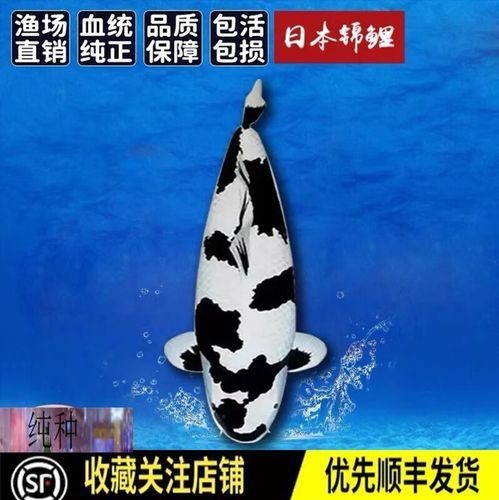奶牛錦鯉和白寫的區別圖【奶牛錦鯉與白寫的區別】