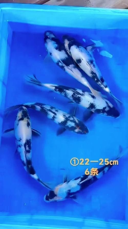 奶牛錦鯉和白寫的區別圖【奶牛錦鯉與白寫的區別】
