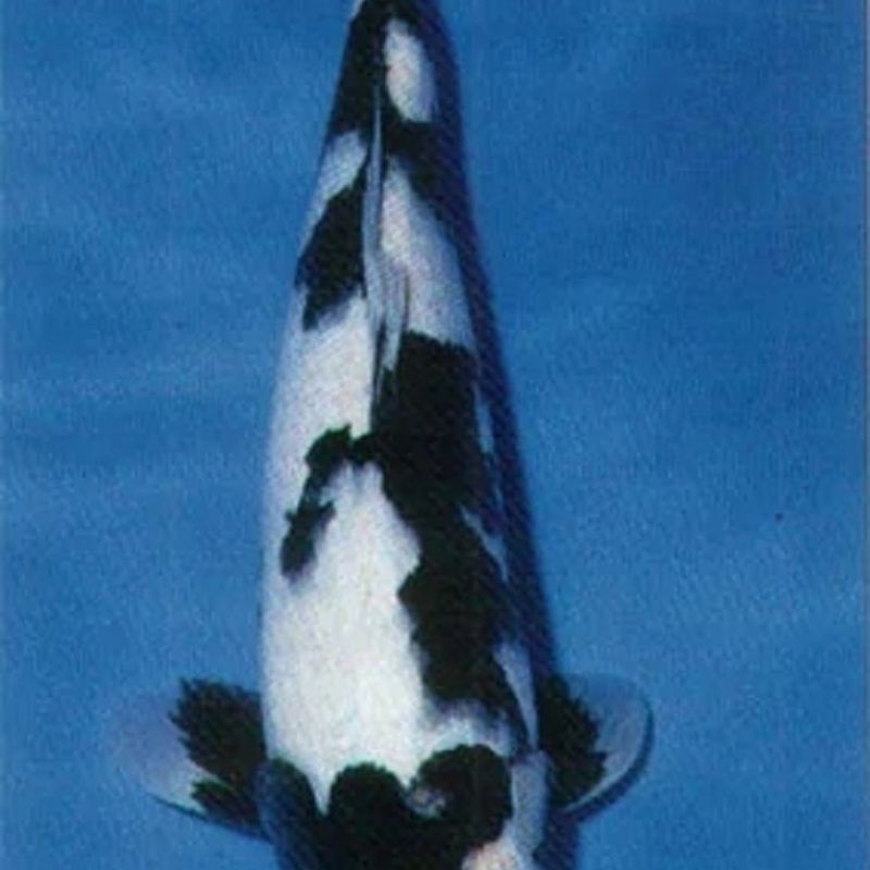 奶牛錦鯉和白寫的區別圖【奶牛錦鯉與白寫的區別】