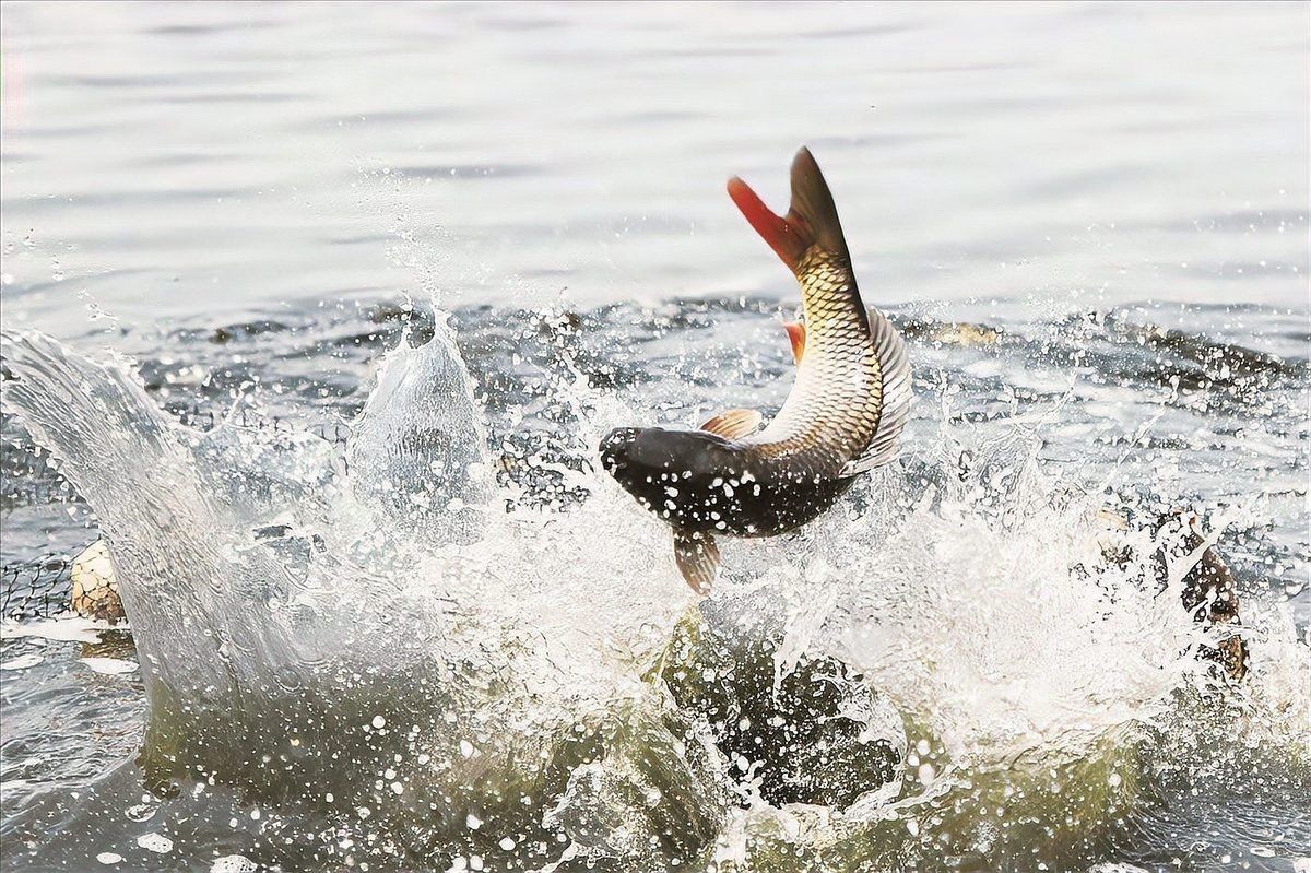 淡水魚放入海水里能活嗎【淡水魚和海水魚的區別】
