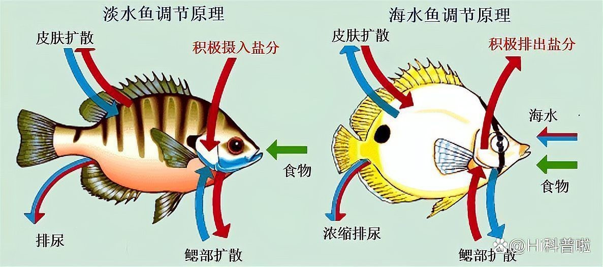 淡水魚放入海水里能活嗎【淡水魚和海水魚的區別】