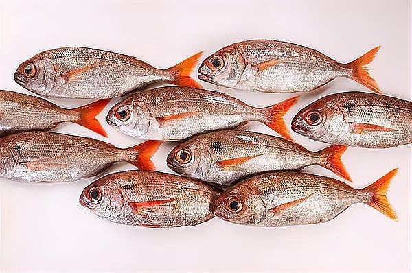 淡水魚放入海水里能活嗎【淡水魚和海水魚的區別】