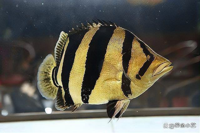 虎魚最不值錢的顏色【新幾內亞虎魚市場價值與體色關系探究——】