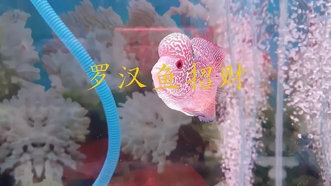 羅漢魚養了風水好不好【關于羅漢魚養了風水好不好】