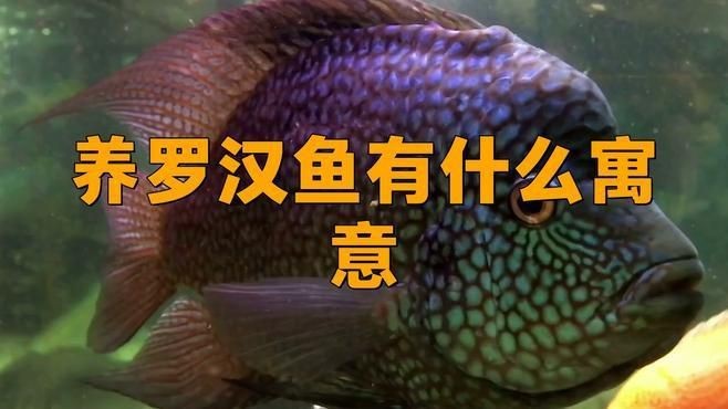 羅漢魚養了風水好不好【關于羅漢魚養了風水好不好】