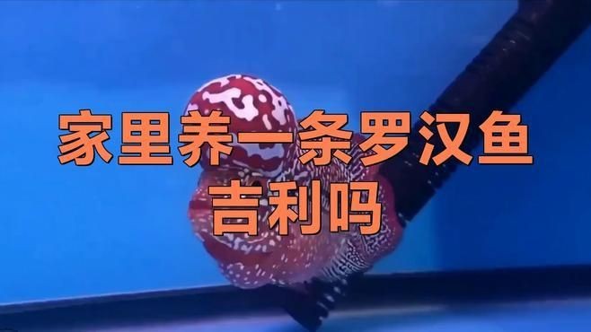 羅漢魚養了風水好不好【關于羅漢魚養了風水好不好】
