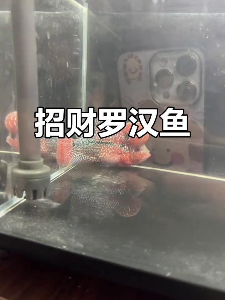 羅漢魚養了風水好不好【關于羅漢魚養了風水好不好】