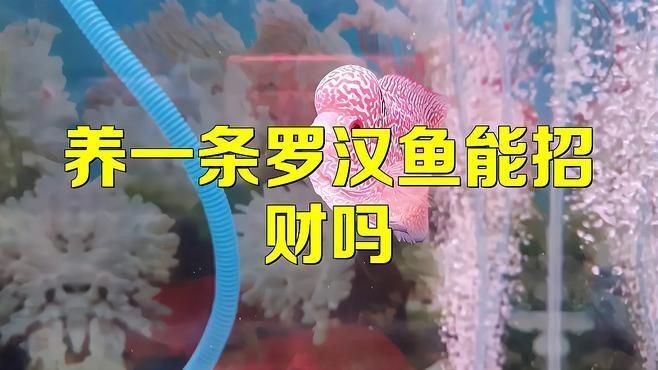 羅漢魚養了風水好不好【關于羅漢魚養了風水好不好】