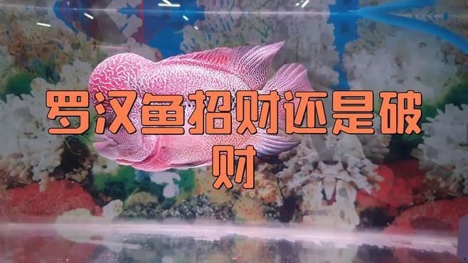 羅漢魚養了風水好不好【關于羅漢魚養了風水好不好】