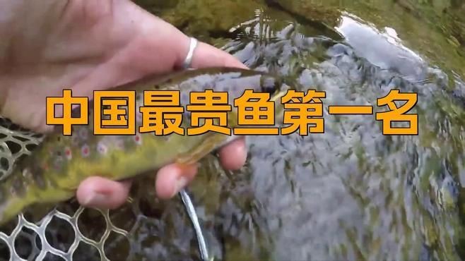 中國(guó)最貴魚(yú)第一名【《中國(guó)最貴魚(yú)第一名：長(zhǎng)江刀魚(yú)的傳奇》**】