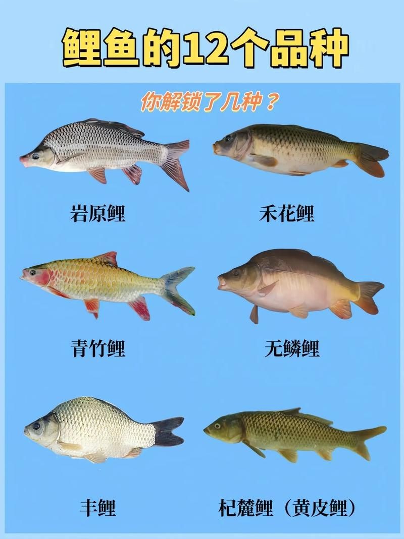 鯉魚的品種大全圖解【《鯉魚的品種大全圖解》】