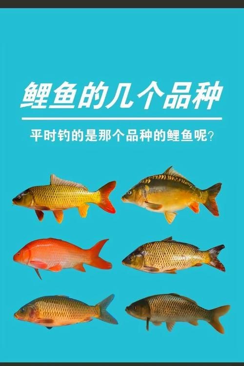鯉魚的品種大全圖解【《鯉魚的品種大全圖解》】