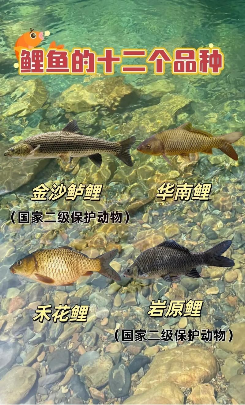 鯉魚的品種大全圖解【《鯉魚的品種大全圖解》】
