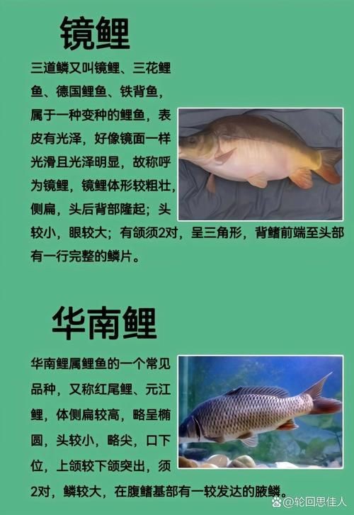 鯉魚的品種大全圖解【《鯉魚的品種大全圖解》】