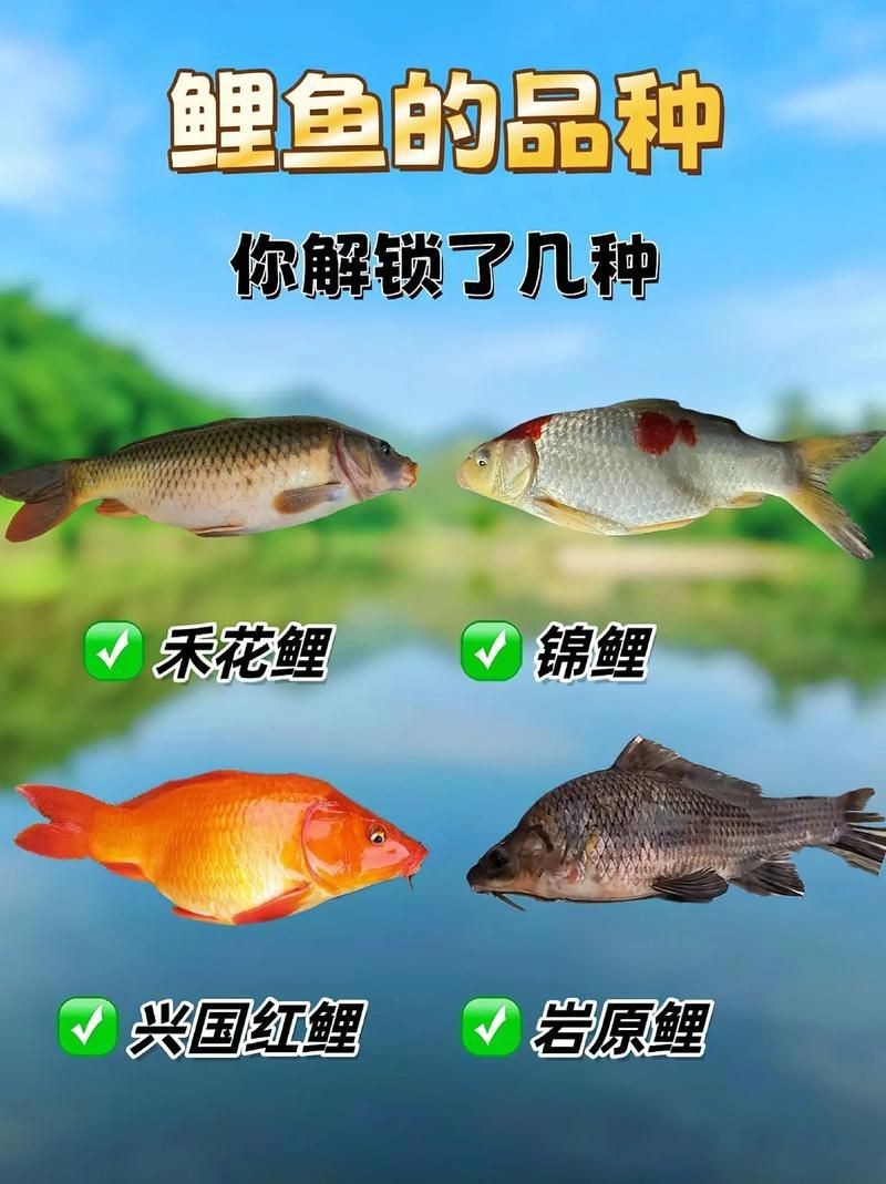 鯉魚的品種大全圖解【《鯉魚的品種大全圖解》】