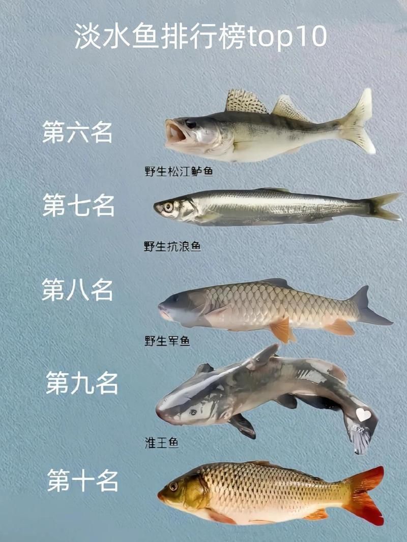 鯉魚的品種大全圖解【《鯉魚的品種大全圖解》】