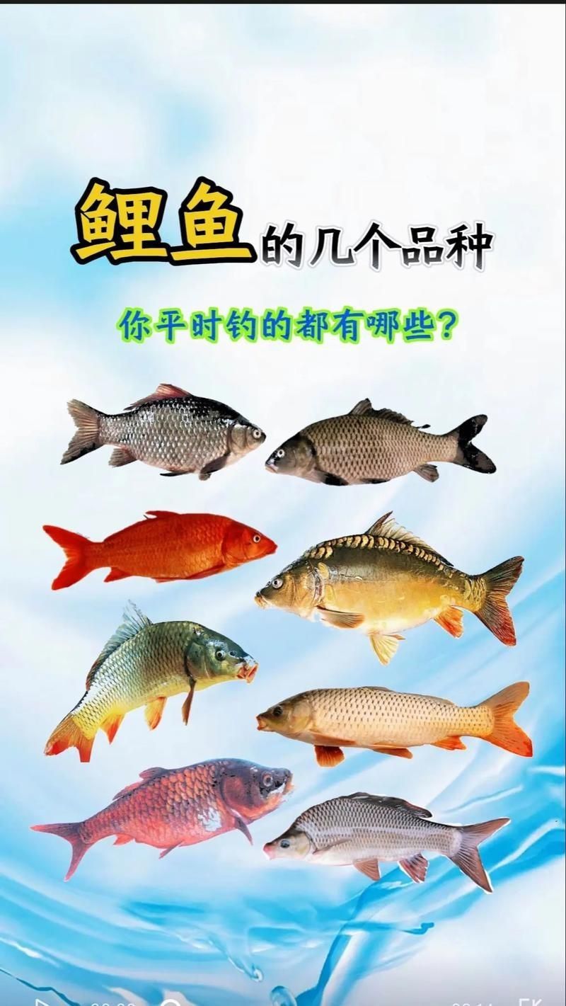 鯉魚的品種大全圖解【《鯉魚的品種大全圖解》】