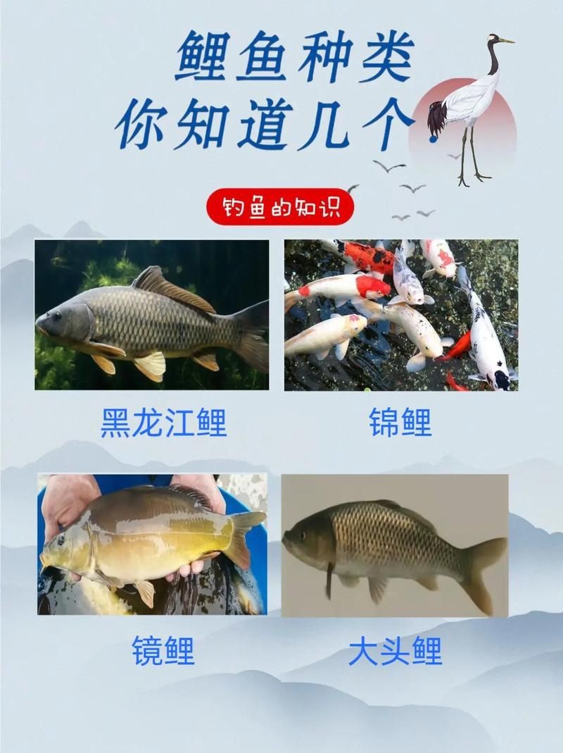 鯉魚的品種大全圖解【《鯉魚的品種大全圖解》】