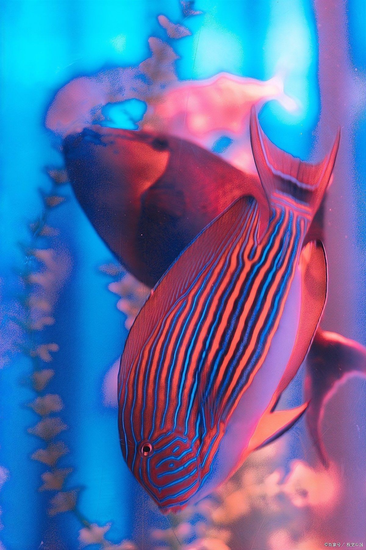紅面財神魚最簡單三個步驟【《紅面財神魚最簡單三個步驟》】