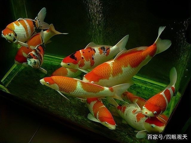錦鯉可以養在魚缸里嗎【錦鯉可以養在魚缸里**，但需要綜合考慮多方面因素】 錦鯉可以養在魚缸里嗎【錦鯉可以養在魚缸里**，但需要綜合考慮多方面因素】 龍魚百科 第3張
