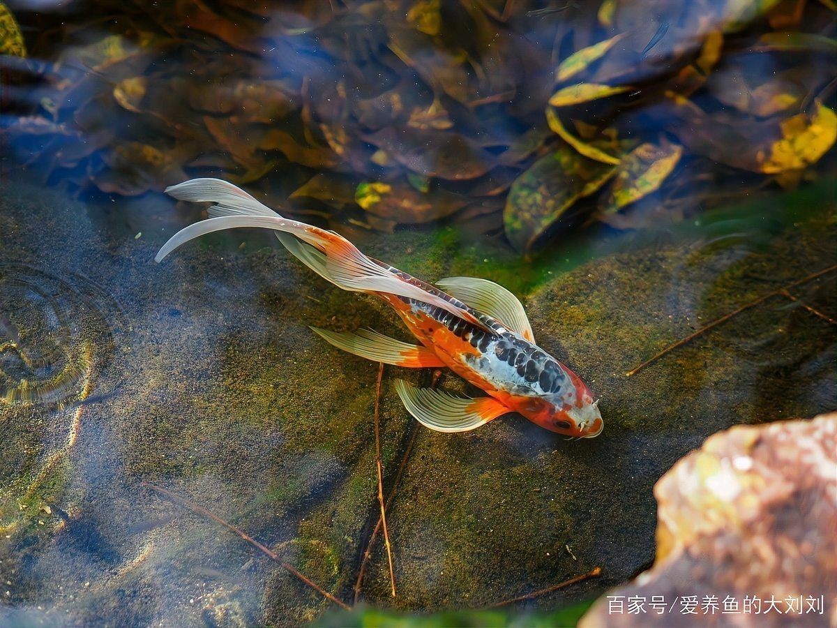 錦鯉可以養在魚缸里嗎【錦鯉可以養在魚缸里**，但需要綜合考慮多方面因素】 錦鯉可以養在魚缸里嗎【錦鯉可以養在魚缸里**，但需要綜合考慮多方面因素】 龍魚百科 第9張