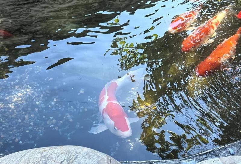錦鯉可以養在魚缸里嗎【錦鯉可以養在魚缸里**，但需要綜合考慮多方面因素】 錦鯉可以養在魚缸里嗎【錦鯉可以養在魚缸里**，但需要綜合考慮多方面因素】 龍魚百科 第11張