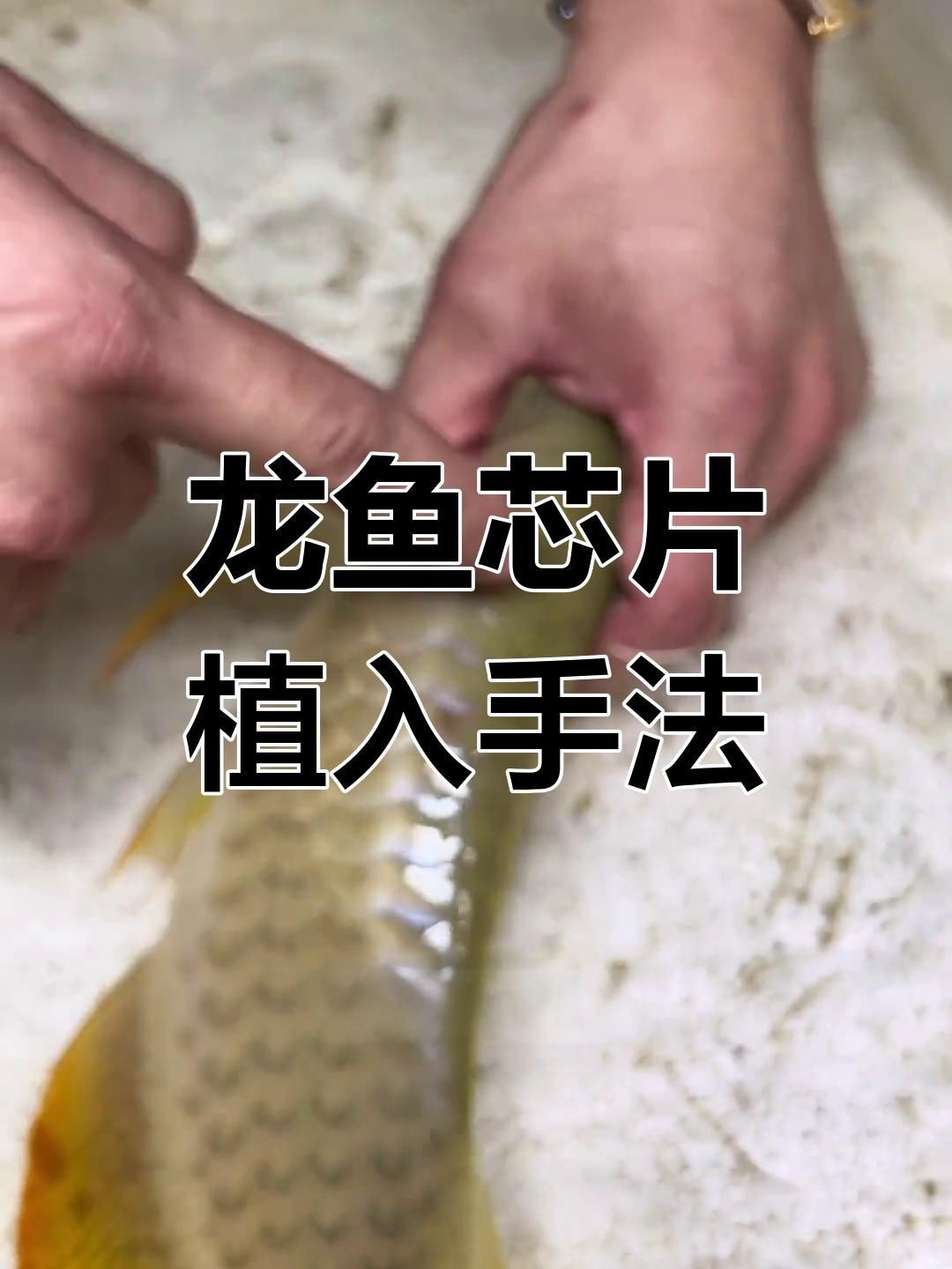 龍魚芯片怎么植入【龍魚芯片打法揭秘,背部注射確保安全】 龍魚芯片怎么植入【龍魚芯片打法揭秘,背部注射確保安全】 龍魚百科 第1張
