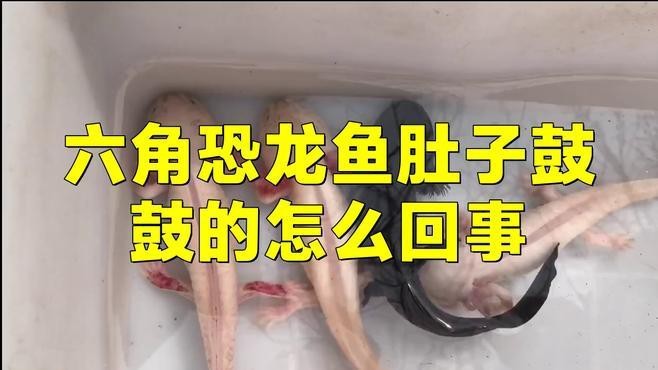 如何預(yù)防龍魚腹部腫脹？【龍魚常見病癥—腹水病龍魚腹部腫脹怎么處理】 如何預(yù)防龍魚腹部腫脹？【龍魚常見病癥—腹水病龍魚腹部腫脹怎么處理】 龍魚百科 第2張