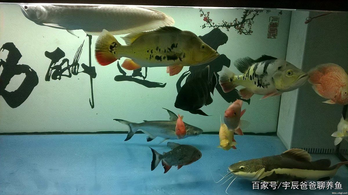 紅尾鯰為什么叫招財貓【紅尾鯰為什么叫“招財貓”】 紅尾鯰為什么叫招財貓【紅尾鯰為什么叫“招財貓”】 龍魚論壇 第5張