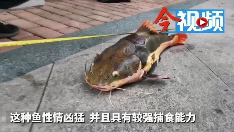 紅尾鯰為什么叫招財貓【紅尾鯰為什么叫“招財貓”】 紅尾鯰為什么叫招財貓【紅尾鯰為什么叫“招財貓”】 龍魚論壇 第7張