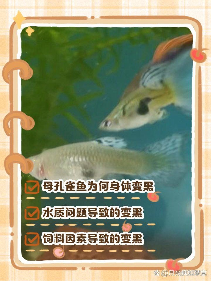 孔雀魚身體一半變黑了【】玩轉孔雀魚身體一半變黑可能由多種原因導致】
