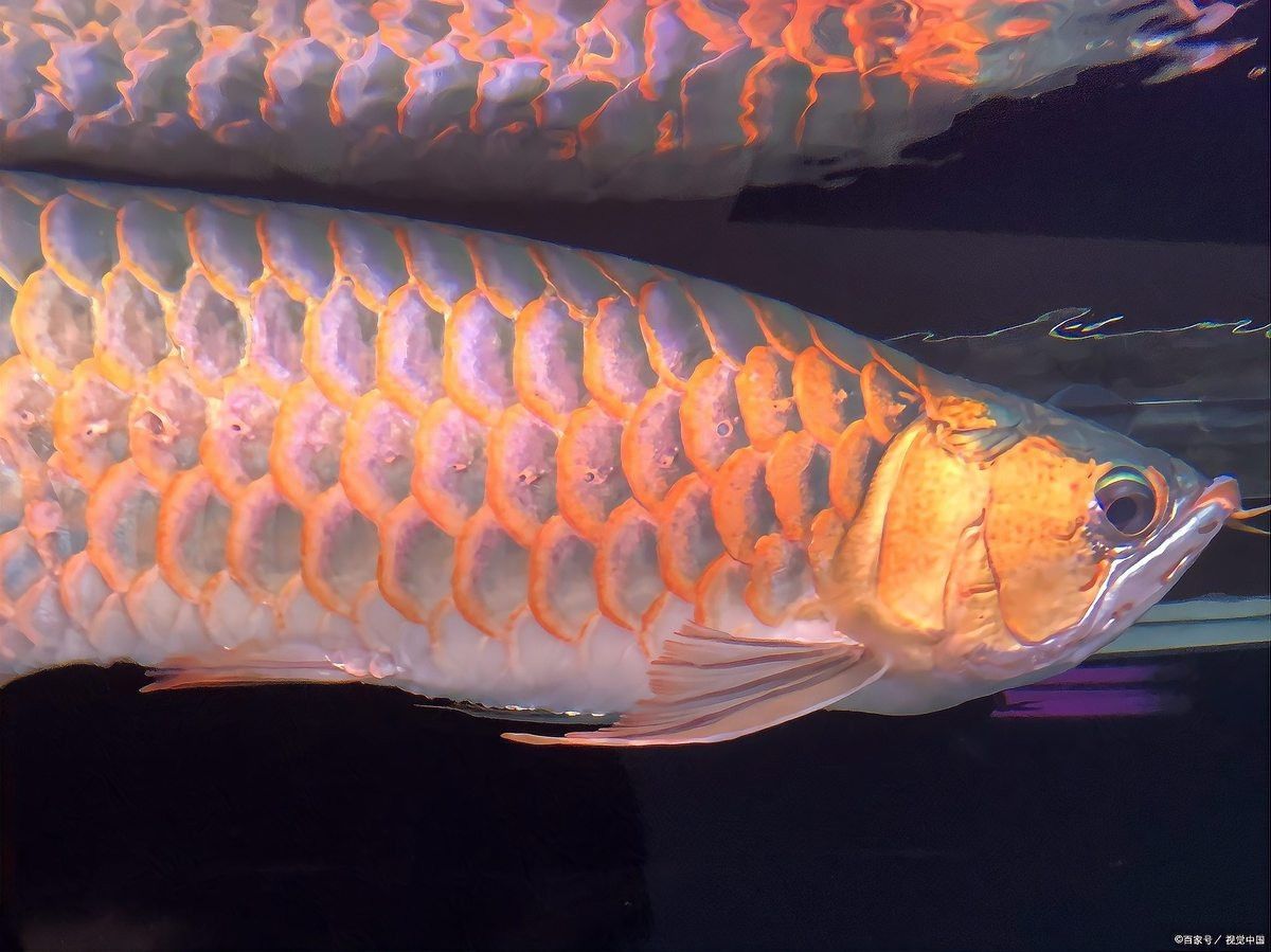 龍魚缸的最佳溫度是多少【《龍魚缸的最佳溫度是多少》】 龍魚缸的最佳溫度是多少【《龍魚缸的最佳溫度是多少》】 龍魚論壇 第10張