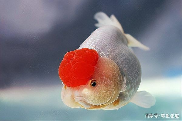 紅運(yùn)當(dāng)頭魚是什么魚【紅運(yùn)當(dāng)頭魚是什么？】