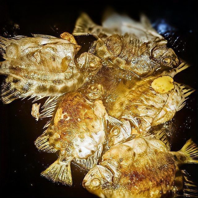 金鼓魚(yú)最好吃的6種做法【《金鼓魚(yú)最好吃的6種做法》】 金鼓魚(yú)最好吃的6種做法【《金鼓魚(yú)最好吃的6種做法》】 龍魚(yú)百科 第5張