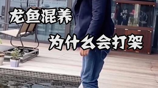龍魚打架的常見原因有哪些？【魚打架的常見原因主要有以下幾方面】