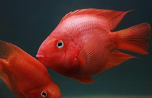 鸚鵡魚裸缸還是放沉木好【鸚鵡魚的飼養方法】 鸚鵡魚裸缸還是放沉木好【鸚鵡魚的飼養方法】 龍魚論壇 第1張