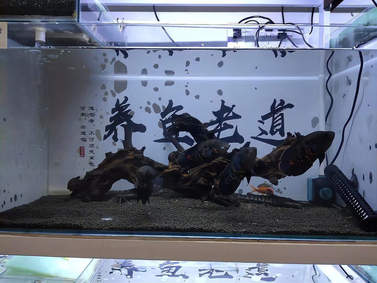 鸚鵡魚裸缸還是放沉木好【鸚鵡魚的飼養方法】 鸚鵡魚裸缸還是放沉木好【鸚鵡魚的飼養方法】 龍魚論壇 第3張