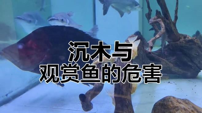 鸚鵡魚裸缸還是放沉木好【鸚鵡魚的飼養方法】 鸚鵡魚裸缸還是放沉木好【鸚鵡魚的飼養方法】 龍魚論壇 第6張