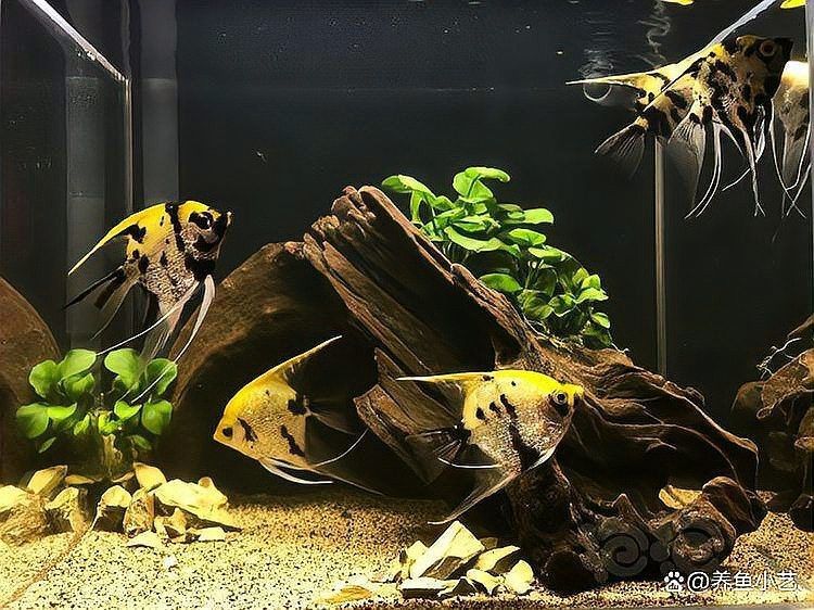 鸚鵡魚裸缸還是放沉木好【鸚鵡魚的飼養方法】 鸚鵡魚裸缸還是放沉木好【鸚鵡魚的飼養方法】 龍魚論壇 第9張