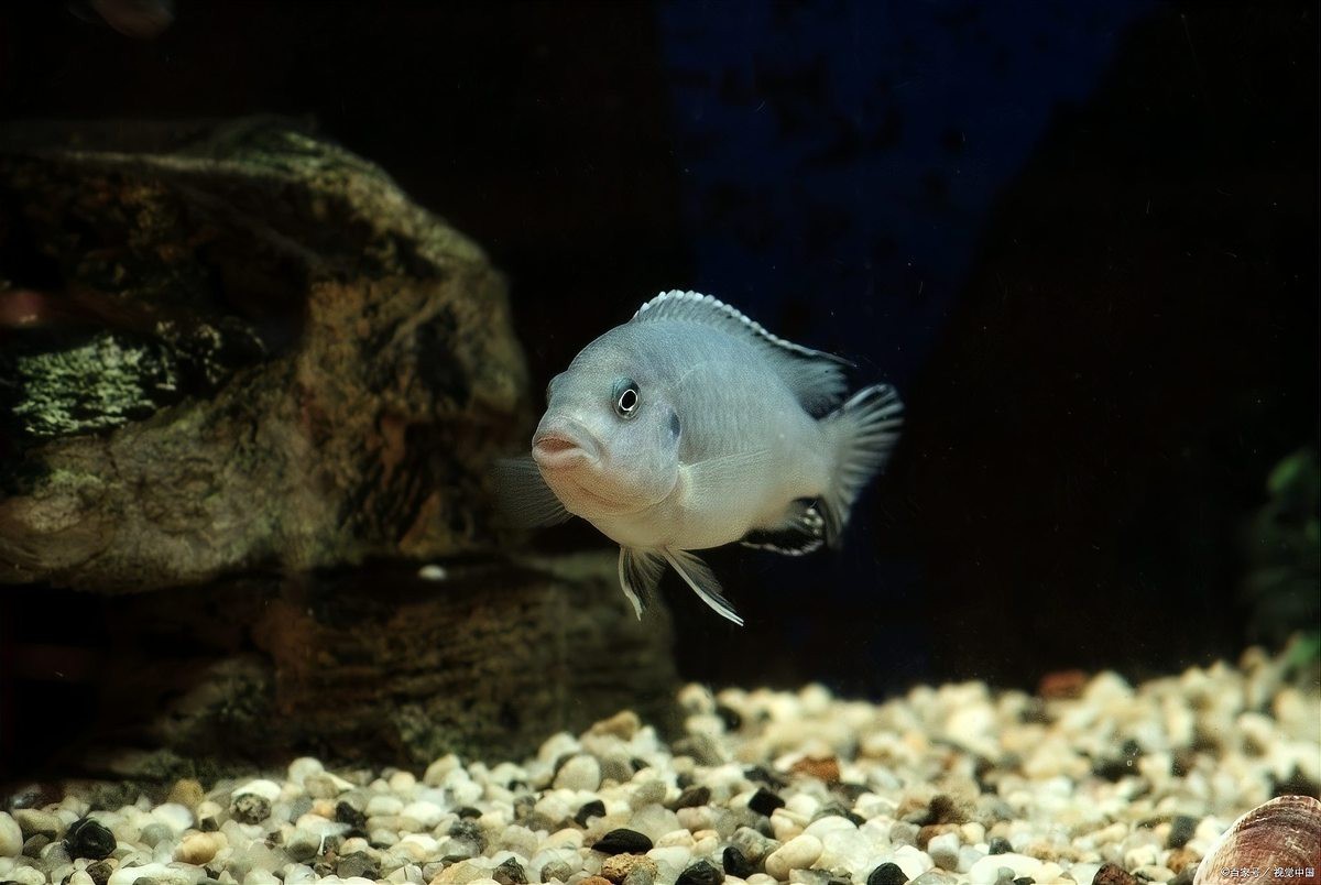 鸚鵡魚裸缸還是放沉木好【鸚鵡魚的飼養方法】 鸚鵡魚裸缸還是放沉木好【鸚鵡魚的飼養方法】 龍魚論壇 第12張