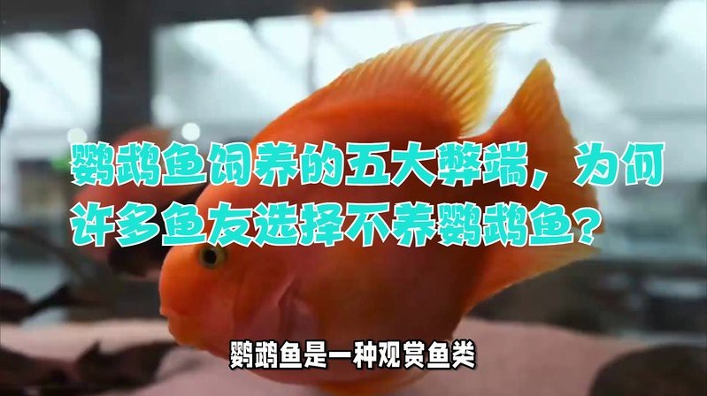 鸚鵡魚裸缸還是放沉木好【鸚鵡魚的飼養方法】 鸚鵡魚裸缸還是放沉木好【鸚鵡魚的飼養方法】 龍魚論壇 第8張