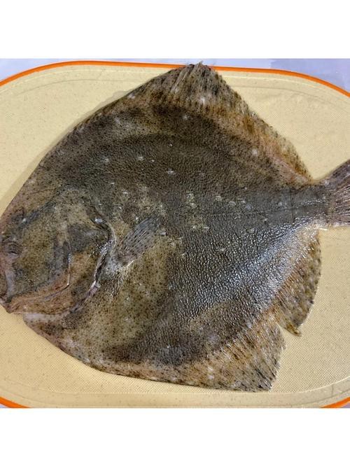 多寶魚圖片真實【《多寶魚圖片真實》*：多寶魚作為一種備受關注的水產品】 多寶魚圖片真實【《多寶魚圖片真實》*：多寶魚作為一種備受關注的水產品】 龍魚論壇 第3張
