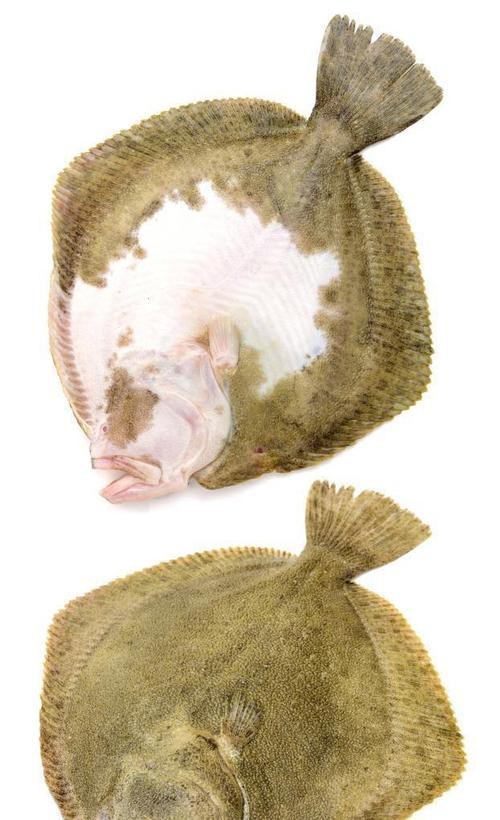 多寶魚圖片真實【《多寶魚圖片真實》*：多寶魚作為一種備受關注的水產品】 多寶魚圖片真實【《多寶魚圖片真實》*：多寶魚作為一種備受關注的水產品】 龍魚論壇 第9張