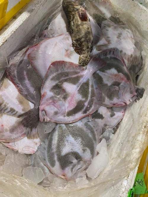 多寶魚圖片真實【《多寶魚圖片真實》*：多寶魚作為一種備受關注的水產品】 多寶魚圖片真實【《多寶魚圖片真實》*：多寶魚作為一種備受關注的水產品】 龍魚論壇 第16張