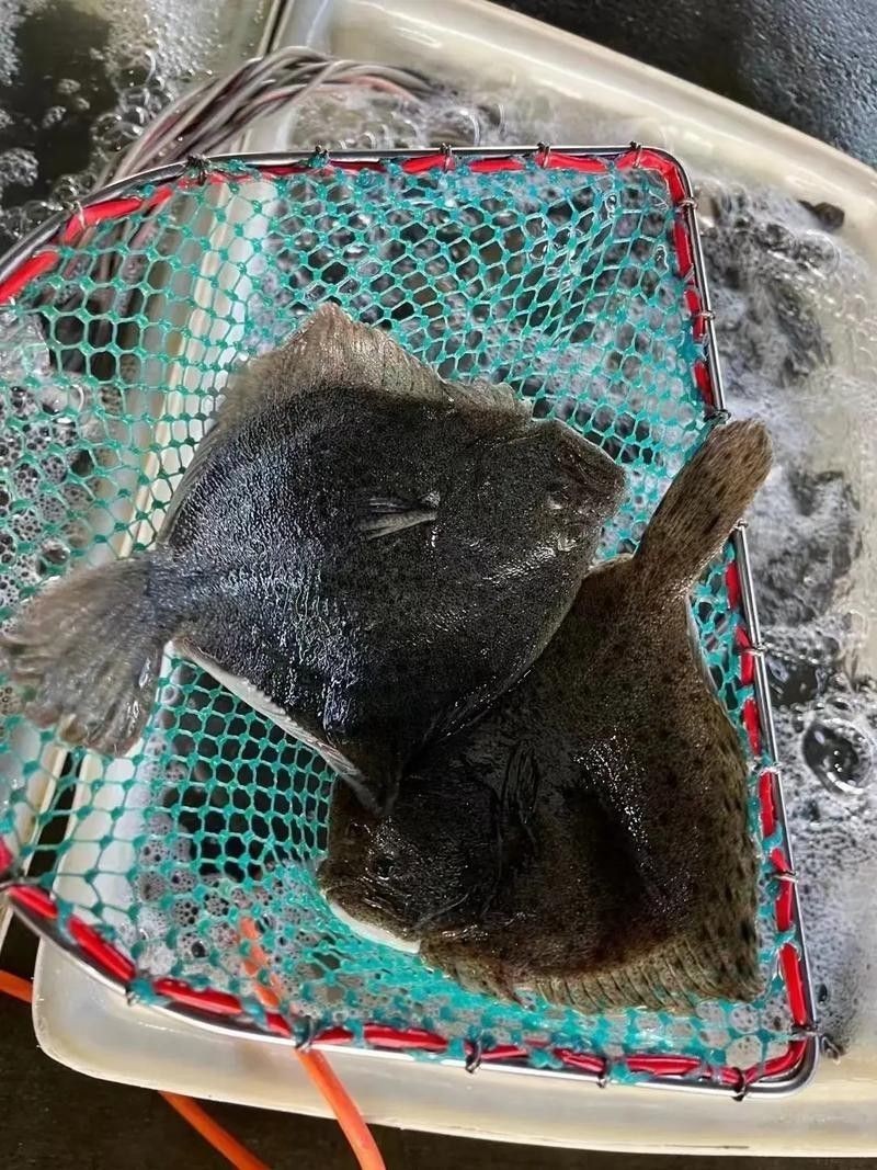 多寶魚圖片真實【《多寶魚圖片真實》*：多寶魚作為一種備受關注的水產品】 多寶魚圖片真實【《多寶魚圖片真實》*：多寶魚作為一種備受關注的水產品】 龍魚論壇 第17張
